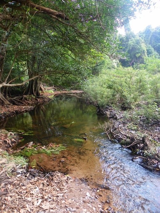 Park Narodowy - Khao Yai - widok na strumień, fot. Daniel Karwicki