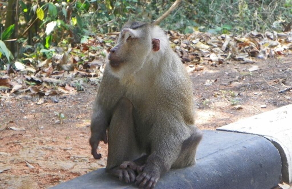 Park Narodowy - Khao Yai - fot. Daniel Karwicki