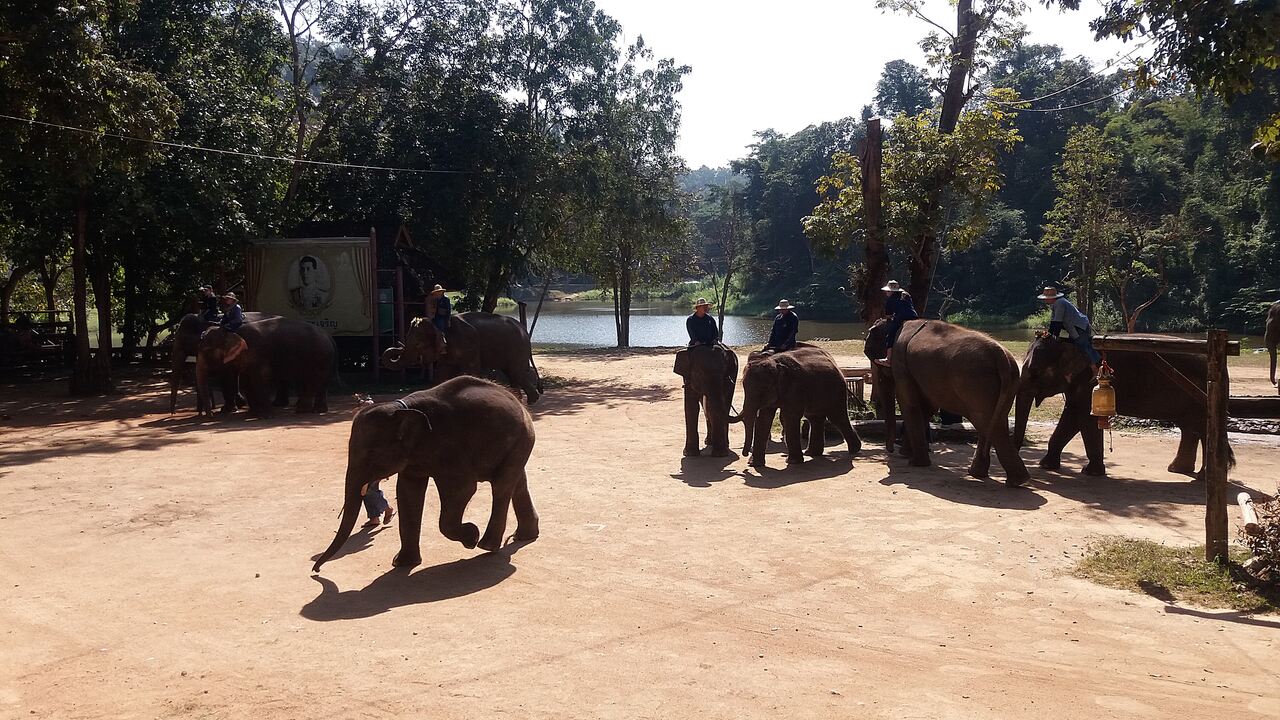 Thai Elephant Conservation Center w Lampang - fot.: Daniel Karwicki