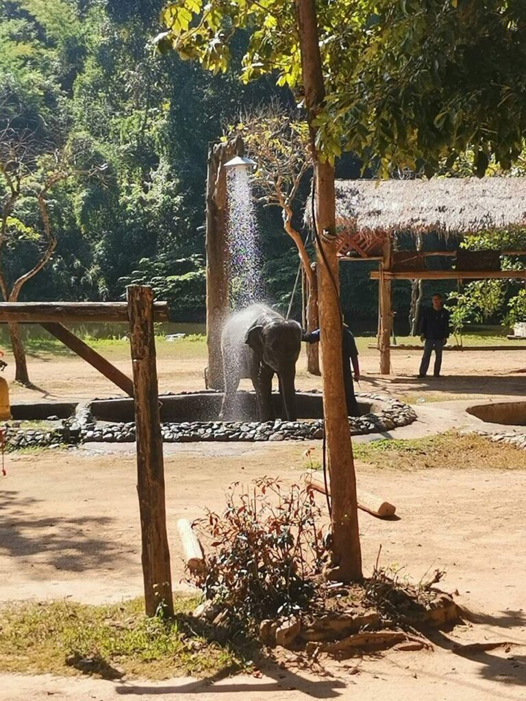 Thai Elephant Conservation Center w Lampang - fot.: Achiradaporn Klungwichien